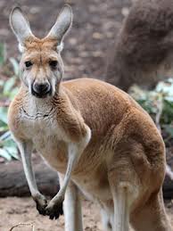 Kangaroo