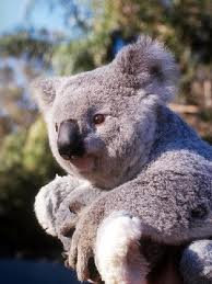 Koala!