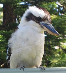 Kookaburro