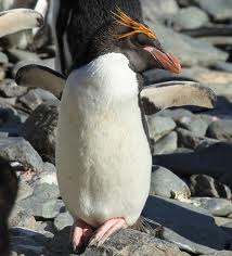 macaroni penguin3