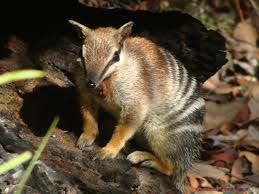 Numbat