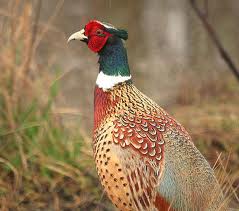 ring necked pheasant