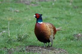 ring necked pheasant2