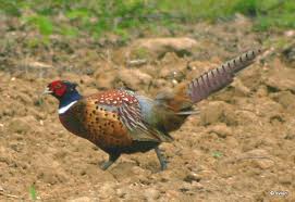 ring necked pheasant3