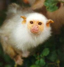 silvery marmoset