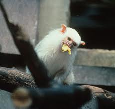 silvery marmoset2