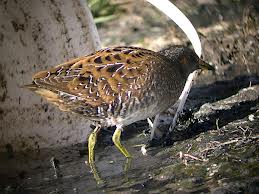 spotted crake2