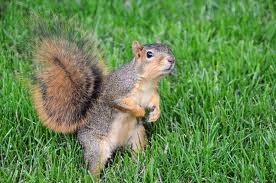 squirrel2