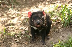 Tasmanian Devil