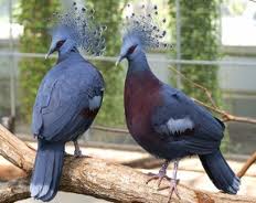 Victorian Crowned Pigeon!http://wp.me/p1Gkpi-am