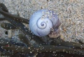 violet sea snail