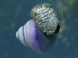 violet sea snail2