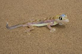 web footed gecko2