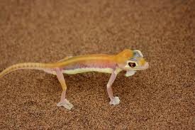 web footed gecko3