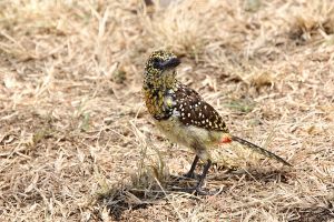 d arnaud's barbet