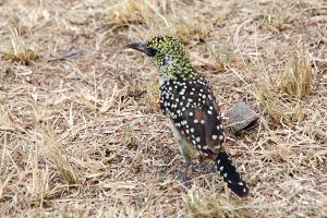 d arnaud's barbet2