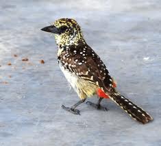d arnaud's barbet3