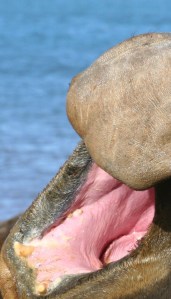 Drohender Seeelefant - 
A lurking elephant seal
