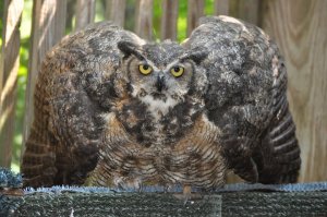 We just loved this owl! 