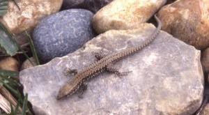 garden lizard