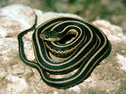 garter snake