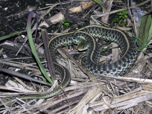 garter snake3
