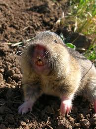 giant pocket gopher