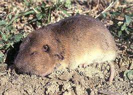 giant pocket gopher3