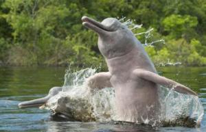 grey river dolphin3
