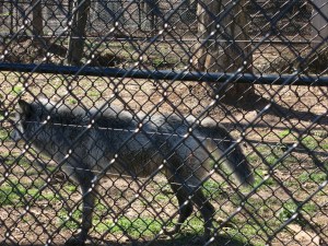 Thunder- one of a pair of wolves confiscated at the airport. 