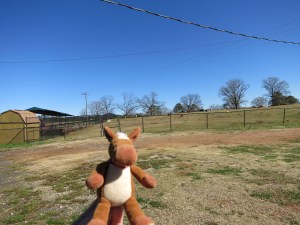 Edmond said this is one great places for horses! 