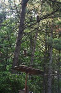 Owl chicks in the trees- learning to be owls!