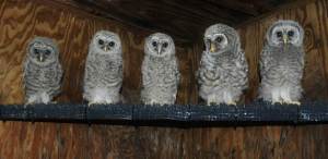 Owl chicks Monteen worked to reintroduce into the wild! 