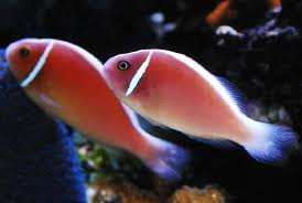 pink skunk clownfish