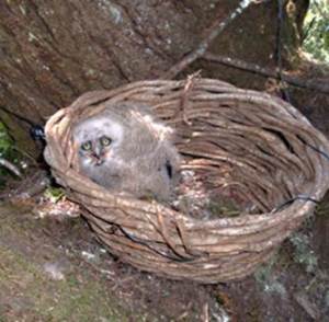 Owl in a basket