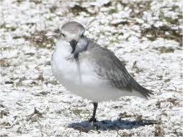 wrybill