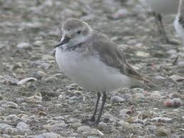 wrybill2