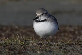 wrybill3