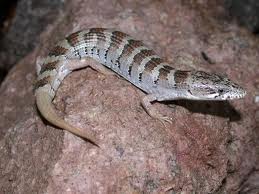 arizona alligator lizard