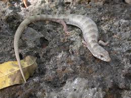 arizona alligator lizard2