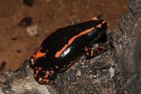banded rubber frog2