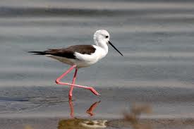 black winged stilt2
