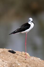 black winged stilt3