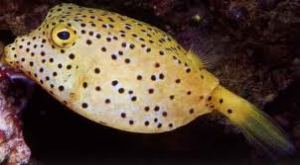 boxfish