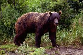 brown bear2
