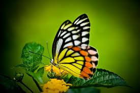 butterfly6