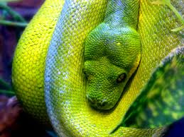 green tree python2