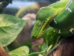 green tree python3