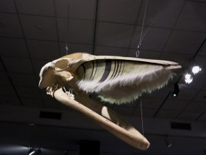 Most Broom Like Teeth goes to our Baleen Whale Friends! 