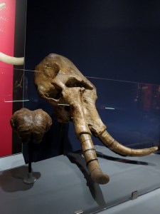 Mammoths had big heads and big brains! 